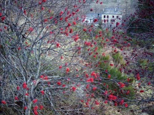 Un maquis d’antifascites allemands en Cévennes