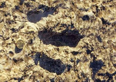 Traces de pas de dinosaures observés entre les plaques de dolomies formées il y a 200 millions d’années