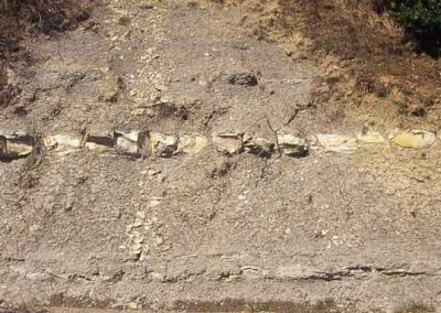 Niveau de dolomies (calcaires magnésiens) dans les marnes noires fossilifères.
