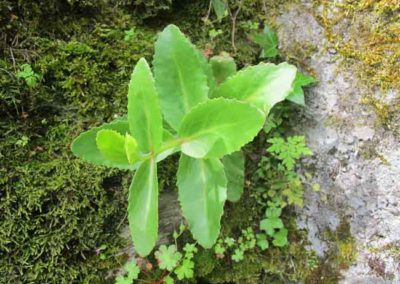 Le sedum téléphium