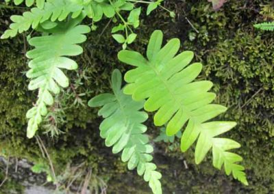 Le polypode commun