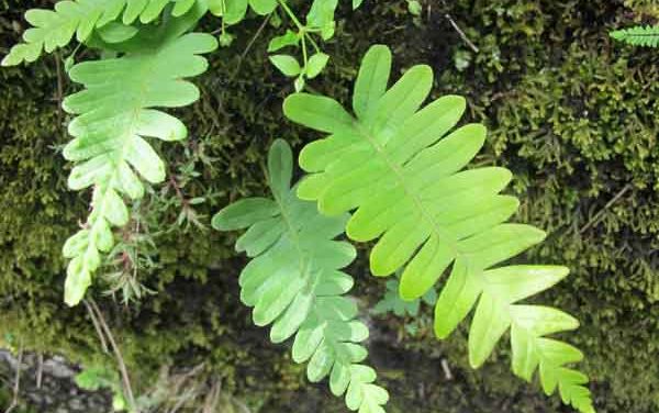 Plantes des murettes