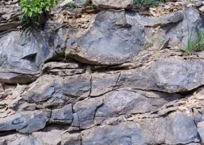 Les calcaires à chailles du Bajocien