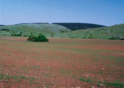 Les terres rouges ou "terra rossa" sont cultivées.