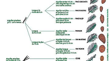 Clé de détermination des arbres