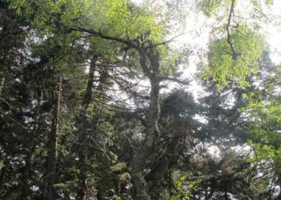 Bouleau verruqueux de l'arboretum de l'Hort-de-Dieu