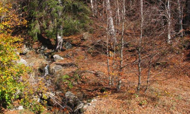 L’Aigoual… Une forêt à l’histoire remarquable