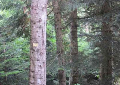 Sapin de Nordmann de l'arboretum de l'Hort-de-Dieu