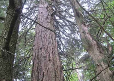 Séquoia géant de l'arboretum de l'Hort-de-Dieu