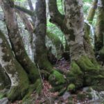 Hêtre dans la forêt de Trévezel