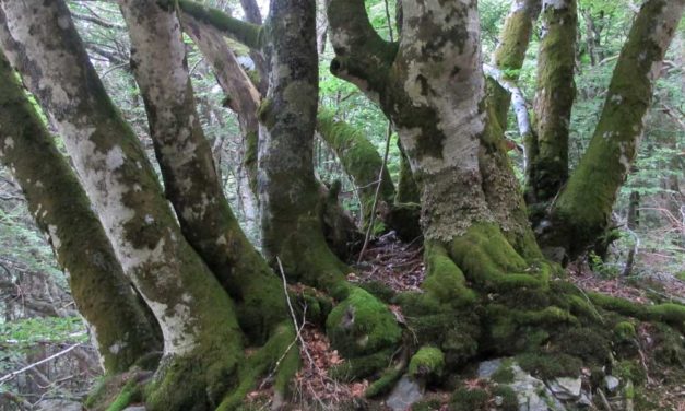 La vie des arbres