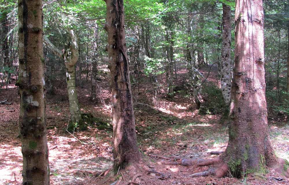 Il était une forêt