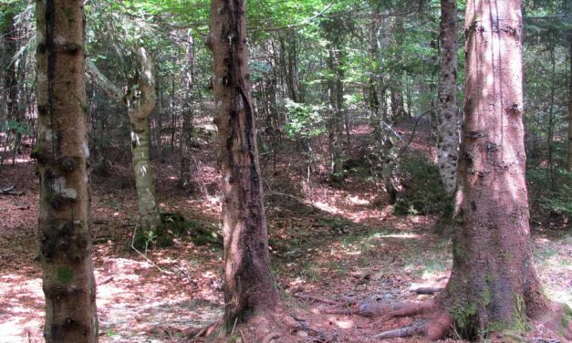 Il était une forêt