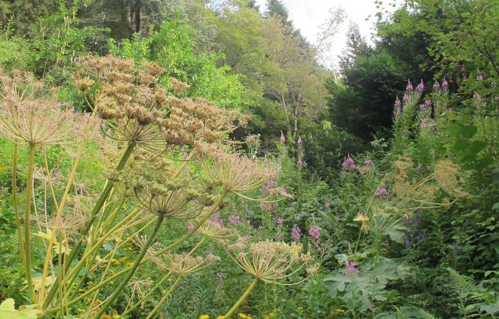 Le jardin alpin de l’Hort-de-Dieu