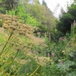 Le jardin alpin de l'Hort-de-Dieu créé par Charles Flahault