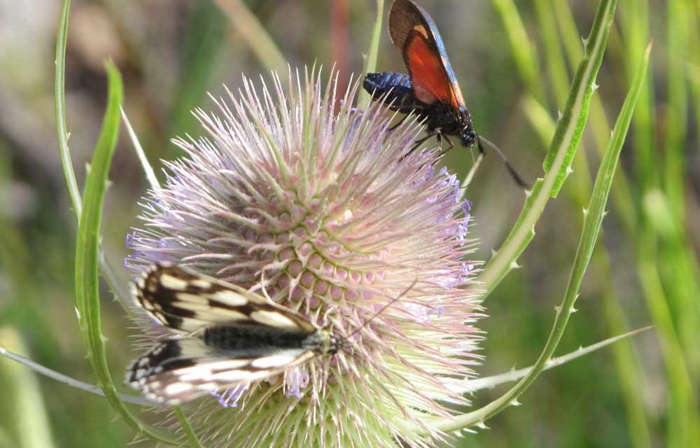 L’intelligence chez les plantes