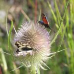 carde aux papillons