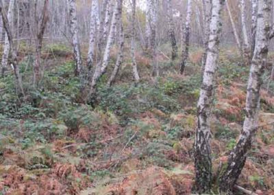 Forêt de bouleau vers le col Salidès