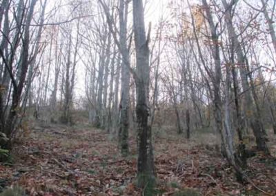 Alignement de chênes rouges d'Amérique vers le col Salidès
