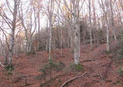 Forêt de hêtres, sapins et châtaigniers vers le col Salidès.