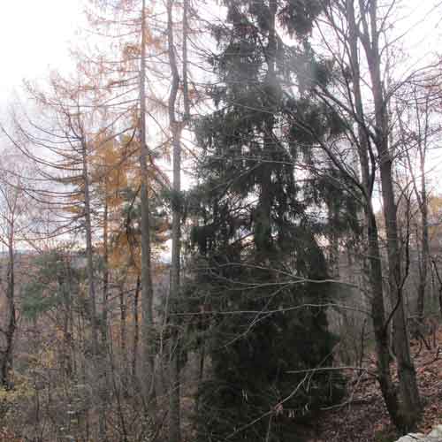 Forêt mixte résineux et feuillus à vendre dans les Hautes Cévennes