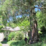 Maison forestière de Marquairès et son séquoia