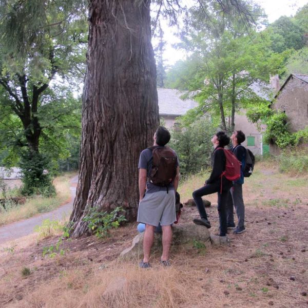 Séquoïa géant de la forêt protégée du Marquairès
