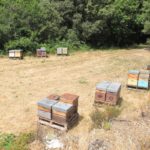 Ruches près d'une forêt