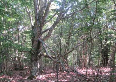 Réserve biologique intégrale de la hêtraie de la Brèze