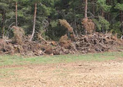 Le défrichement de la forêt : Arrachage pour créer des terres agricoles