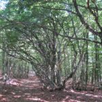 Réserve biologique intégrale de la forêt de la Brèze à l'Aigoual