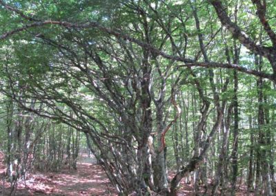 Réserve biologique intégrale de la forêt de la Brèze à l'Aigoual