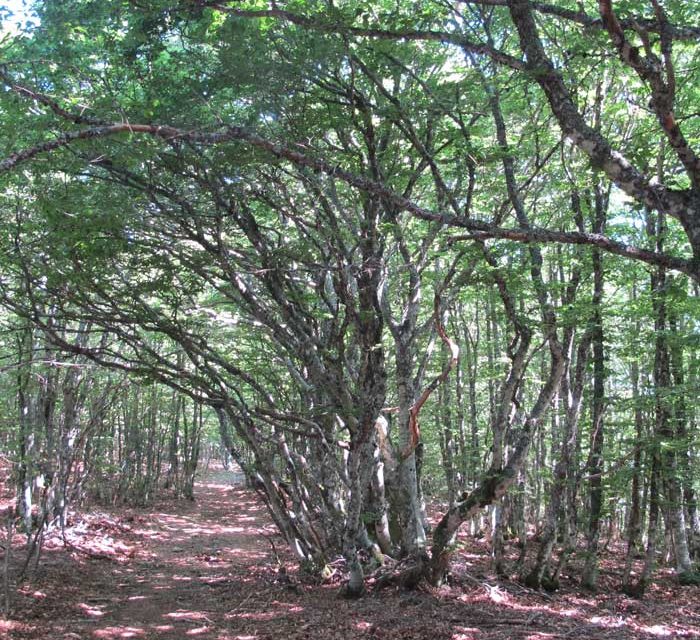 Les forêts de Meyrueis à l’Aigoual