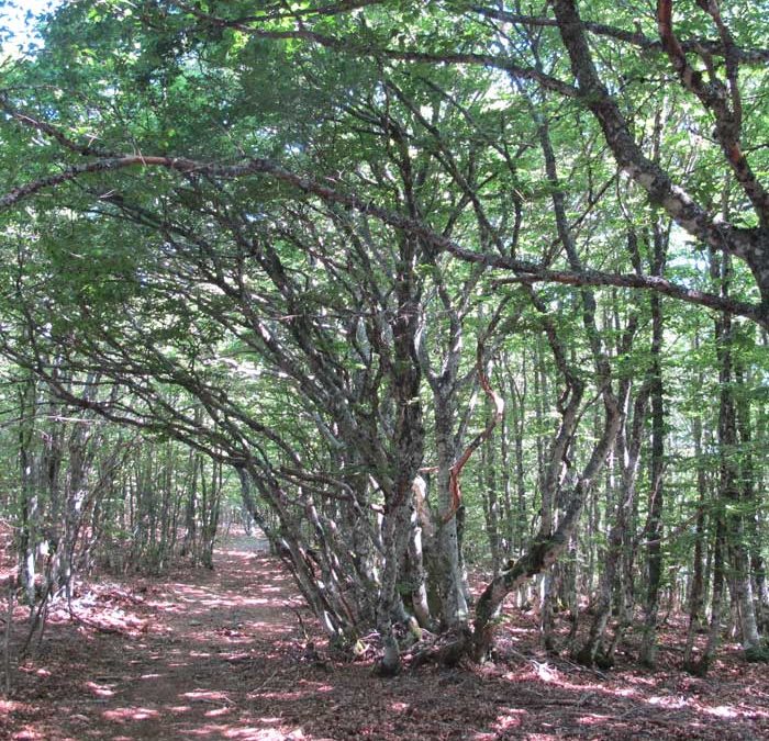 Les forêts de Meyrueis à l’Aigoual