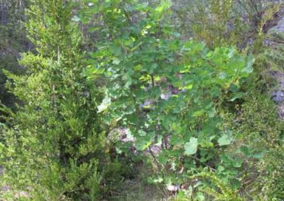 L'érable à feuilles d'aubier et le buis de Cassagnes à la Bourgarie (Causse Mejean)