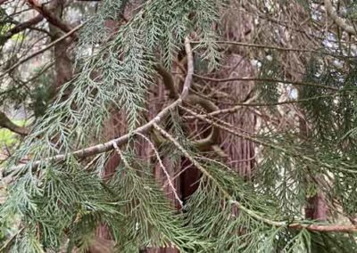 Tsuga du Canada à l'arboretum de Saint-Sauveur-des-Pourcils