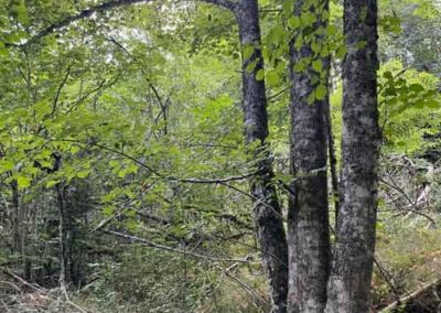 Tilleul à grandes feuilles à l'arboretum de Saint-Sauveur-des-Pourcils