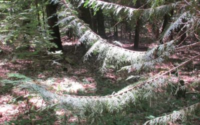 L’arboretum de la Foux