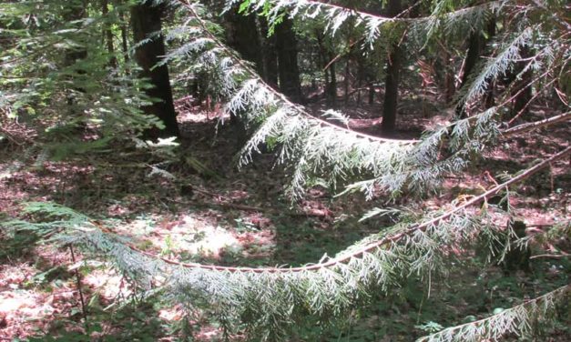 L’arboretum de la Foux