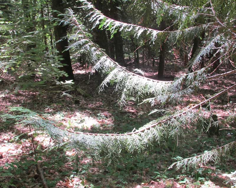 L’arboretum de la Foux