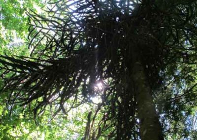 Désespoir des singes de l'arboretum de la Foux