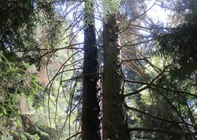 Sapin de Vancouver de l'arboretum de la Foux