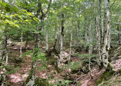 La hêtraie de la vallee du Bonheur à CAmprieu