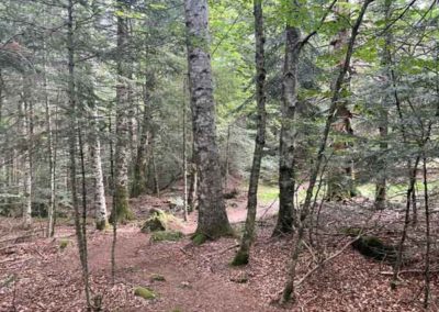 La hetraie sapiniere de la vallée du Bonheur à Camprieu