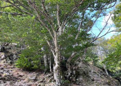 Hetres sur le sentier de Charles Flahault et des 4000 marches