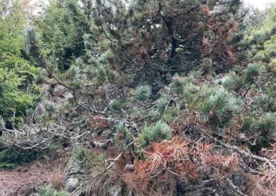 Pin à crochet sur le sentier de Charles Flahault et des 4000 marches
