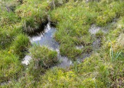 Sphaignes dans la tourbière du Peschio sur le mont Lozère