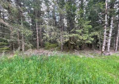 Forêt domaniale des Laubies sur le mont Lozère