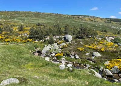 Vers les sources du Tarn - Mont Lozère