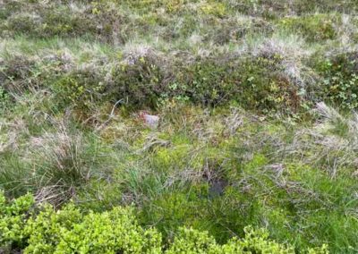 La tourbière des Nassettes sur le mont Lozère